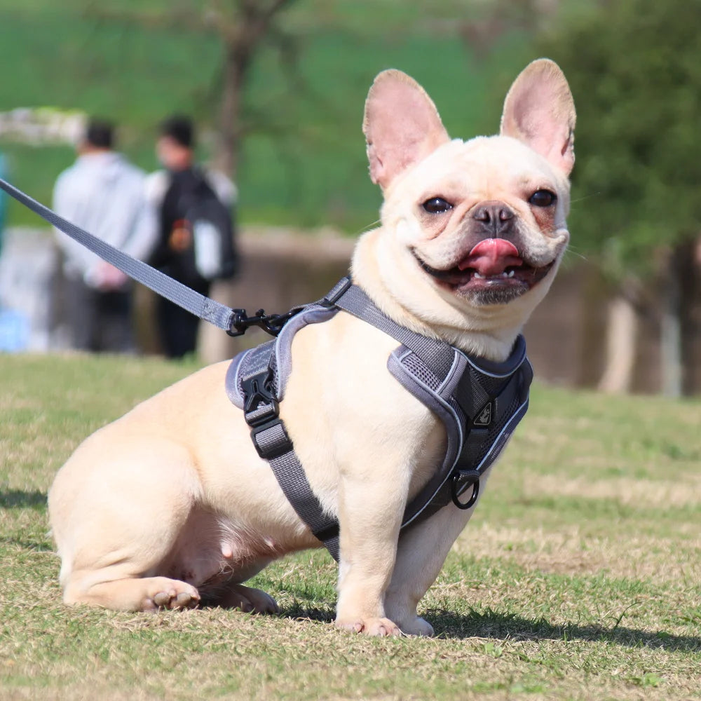 French bulldog harness and leash hotsell